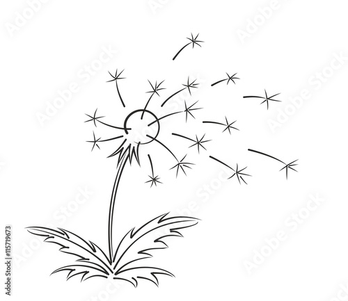 Sketch of field dandelion. 