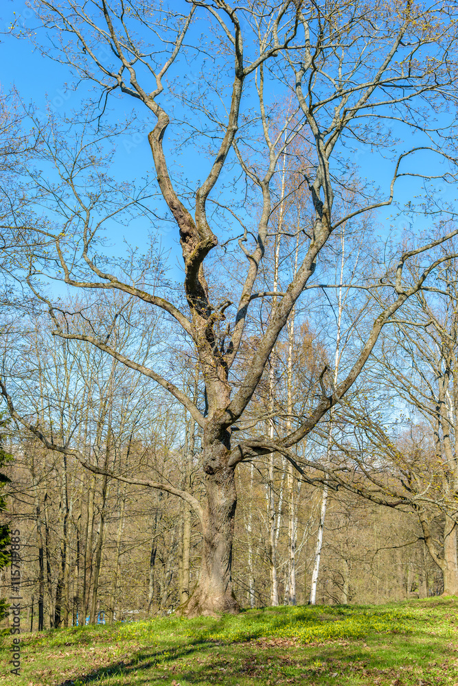 the nature of the lower Park of Petergof the nature of the lower Park of Petergof
