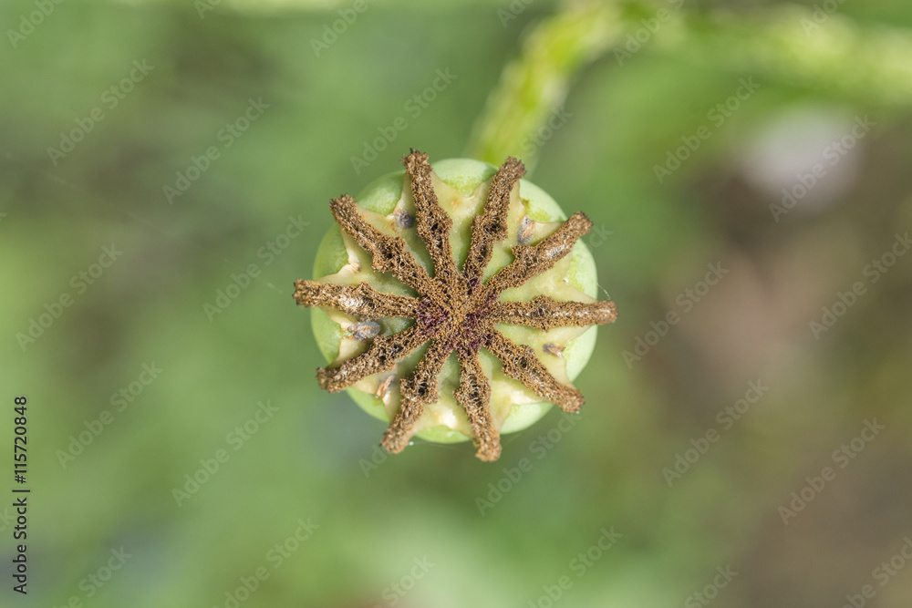Nahaufnahme einer Mohn Knospe von Oben Nahaufnahme einer Mohn Knospe von Oben
