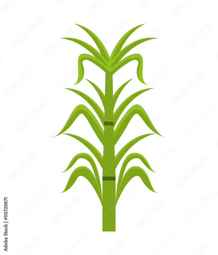 Obraz premium sugar cane isolated icon design