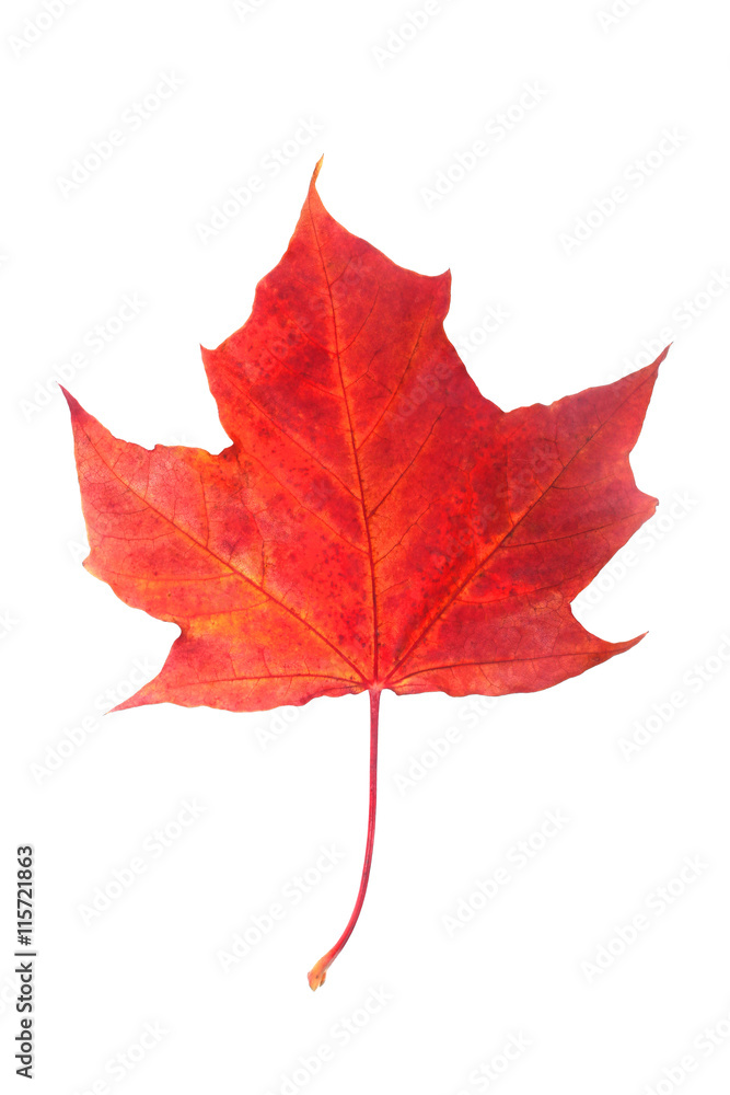 Red maple leaf Red maple leaf