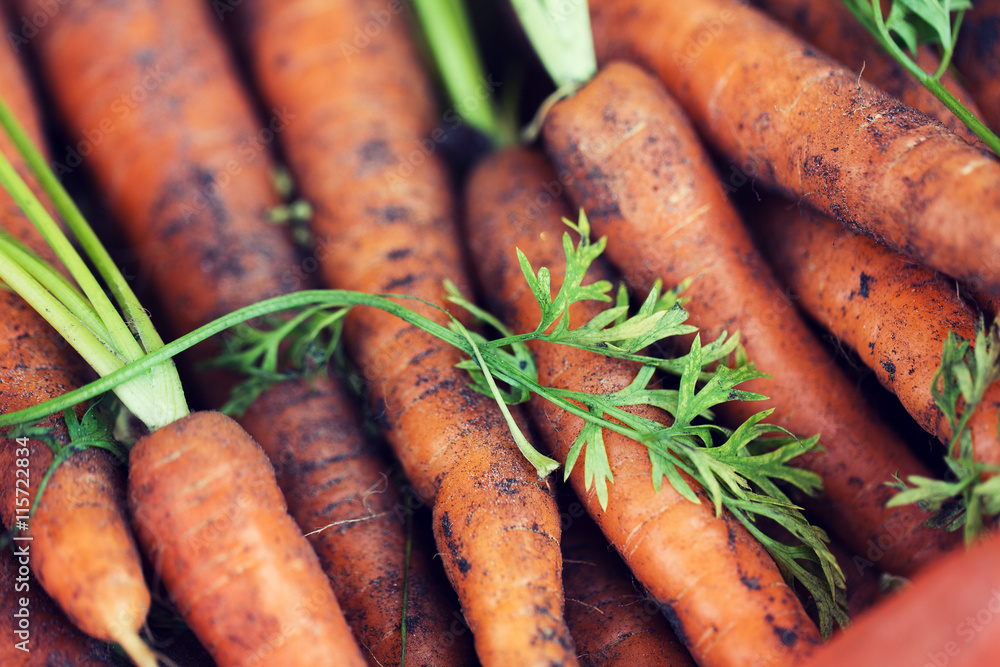 close up of carrot close up of carrot