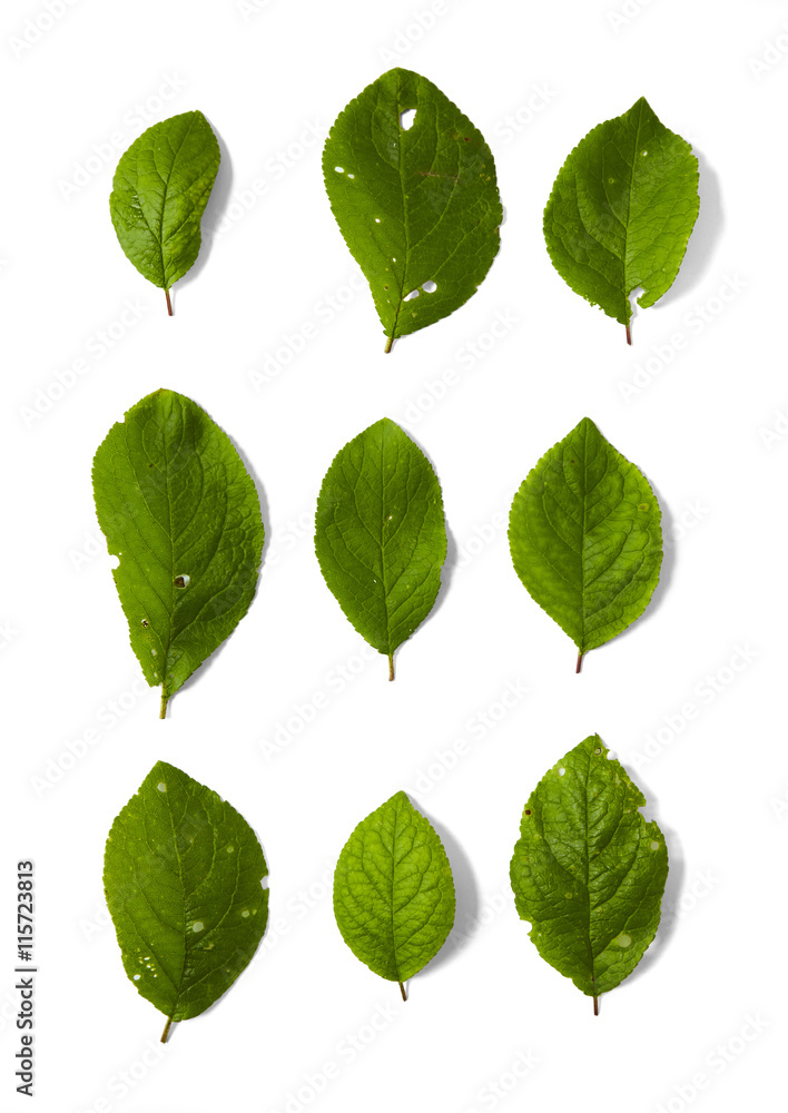 Assorted green leaves isolated on a white background Assorted green leaves isolated on a white background
