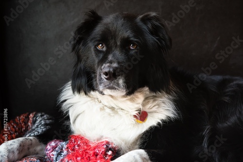 A border collie mix sits on a fluffy red and grey blanket with a black background.