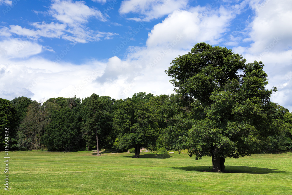 Swedish forest in summer at Haga Park, Stockholm, Sweden.