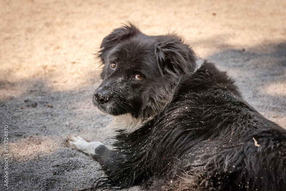 Fototapeta premium A sandy dog on the beach looks sheepish.