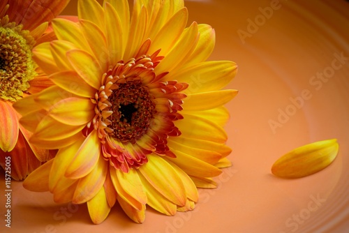 Fototapeta Naklejka Na Ścianę i Meble -  Plated-Daisy