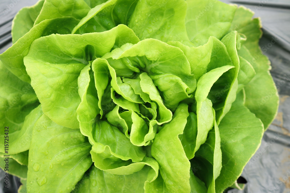 Butter head Lettuce growth in field plant. Butter head Lettuce growth in field plant.
