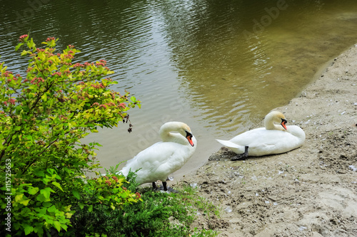 two swans sitting by the lake