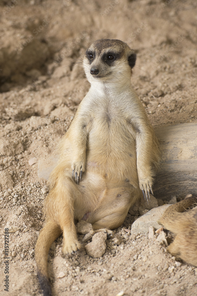 Fotografie Meerkat in open zoo