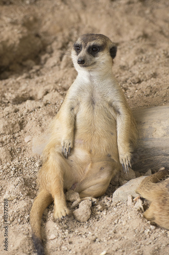 Meerkat in open zoo