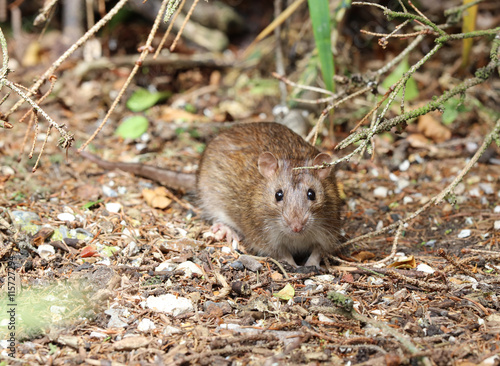 Close up of a wild Brown Rat
