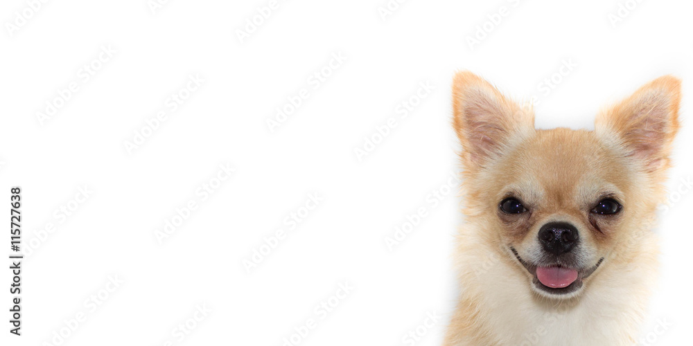 Chihuahua with parted lips portrait close-up