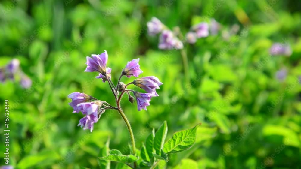 Flowering potatoes in the summer day Flowering potatoes in the summer day