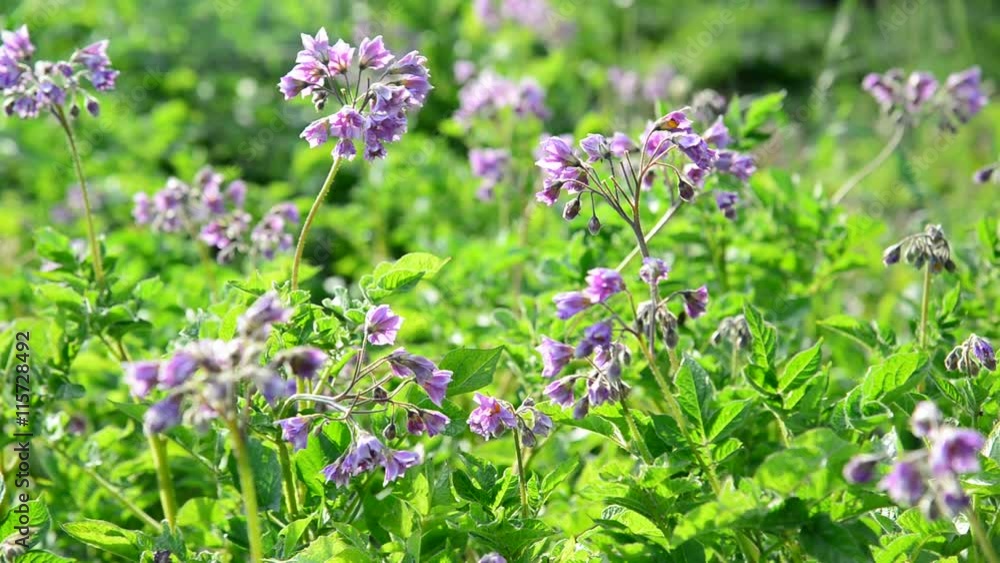 Flowering potatoes in the summer day Flowering potatoes in the summer day