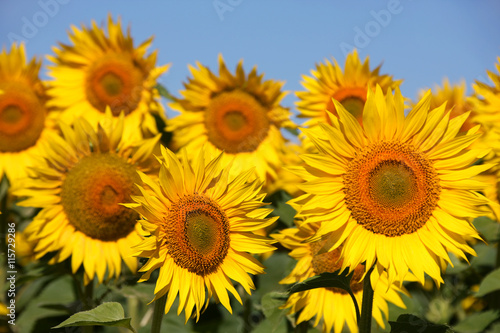 Sunflowers on an early morning in a field