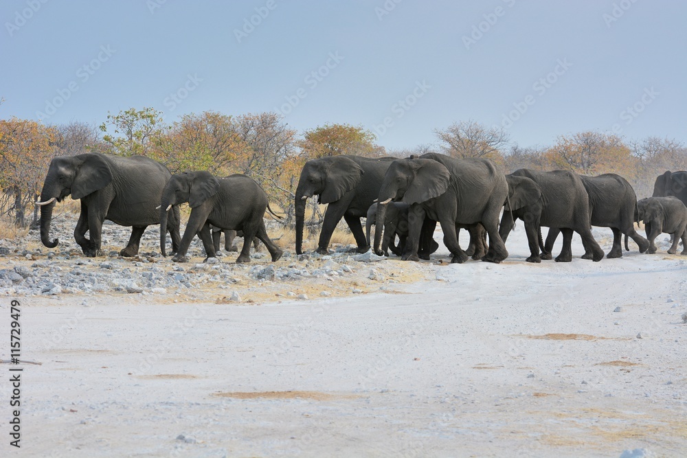 Obraz premium Elefantenherde (Loxodonta africana) im Etosha Nationalpark