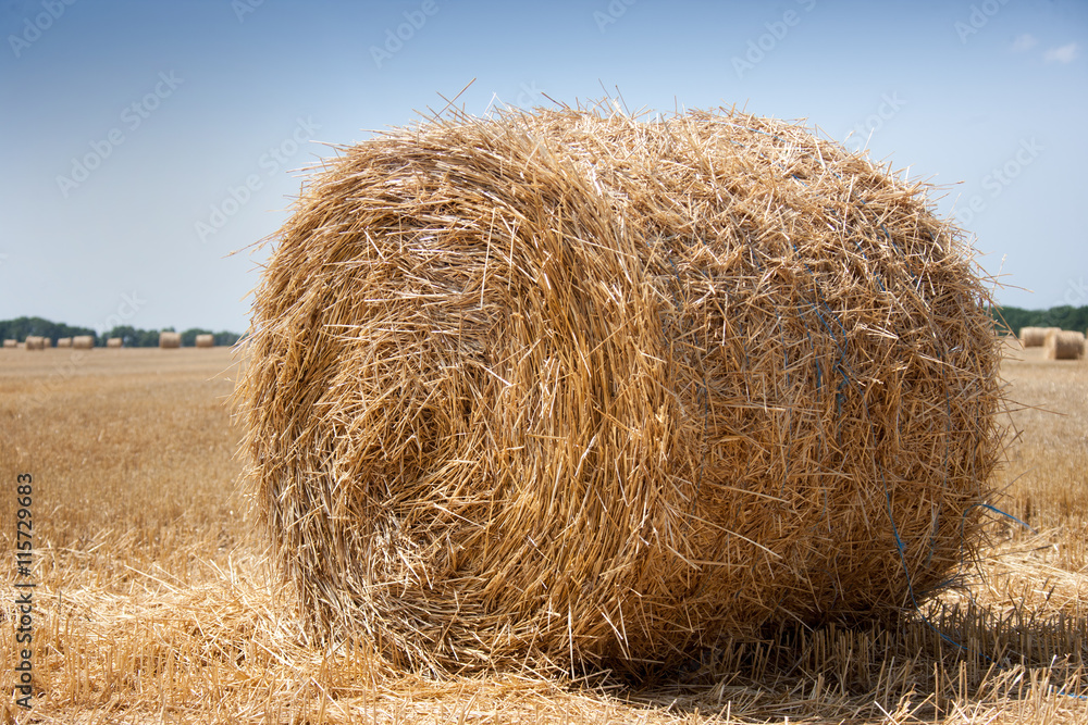 Round bales of hay in the autumn field