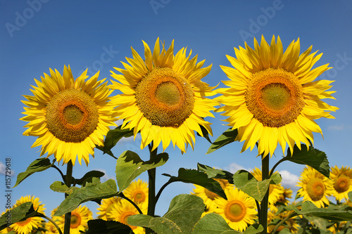 Three sunflowers on an early morning in a field