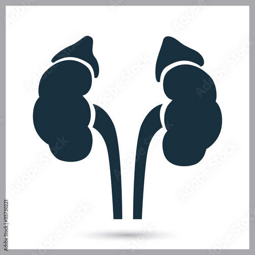Human kidneys icon on the background