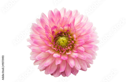beautiful dahlia
