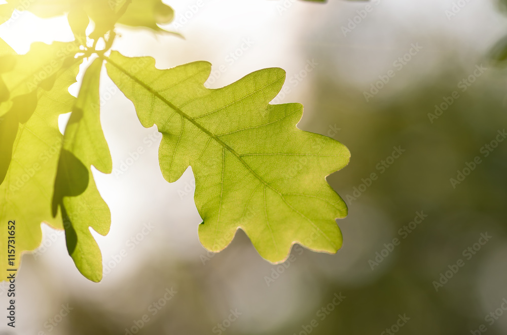 green oak leaves green oak leaves