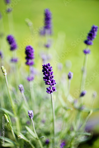 Lavender