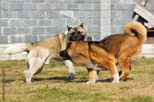 Two dog breeds Akita inu playing and running