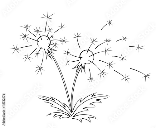 Sketch of field dandelion. 