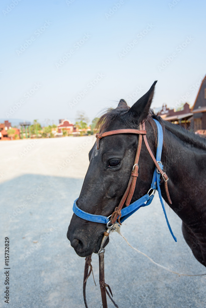 Obraz premium horse in stable