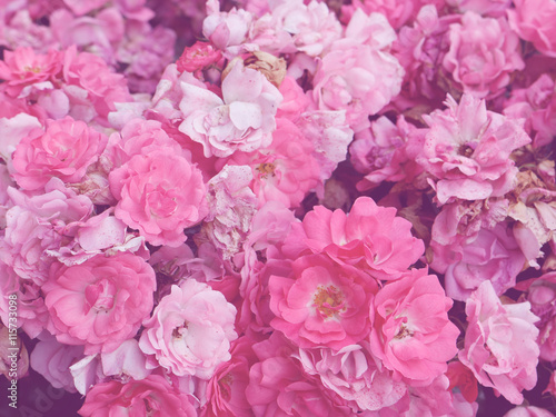 Fototapeta Naklejka Na Ścianę i Meble -  Pink Flower Background