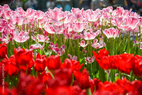 pink and red tulips in the garden