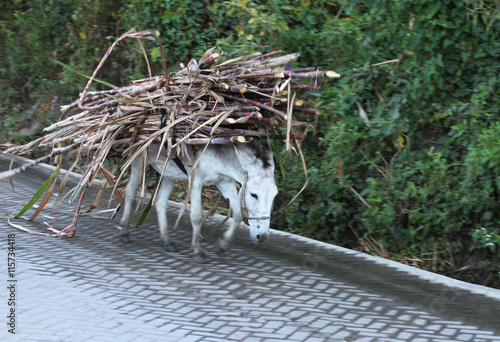 Burro Loaded with Sugar Cane Walks in Peru