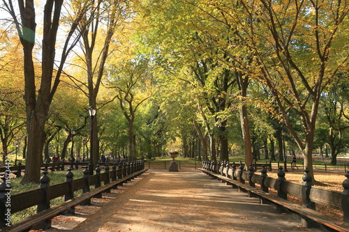 セントラルパーク　ニューヨーク　並木道