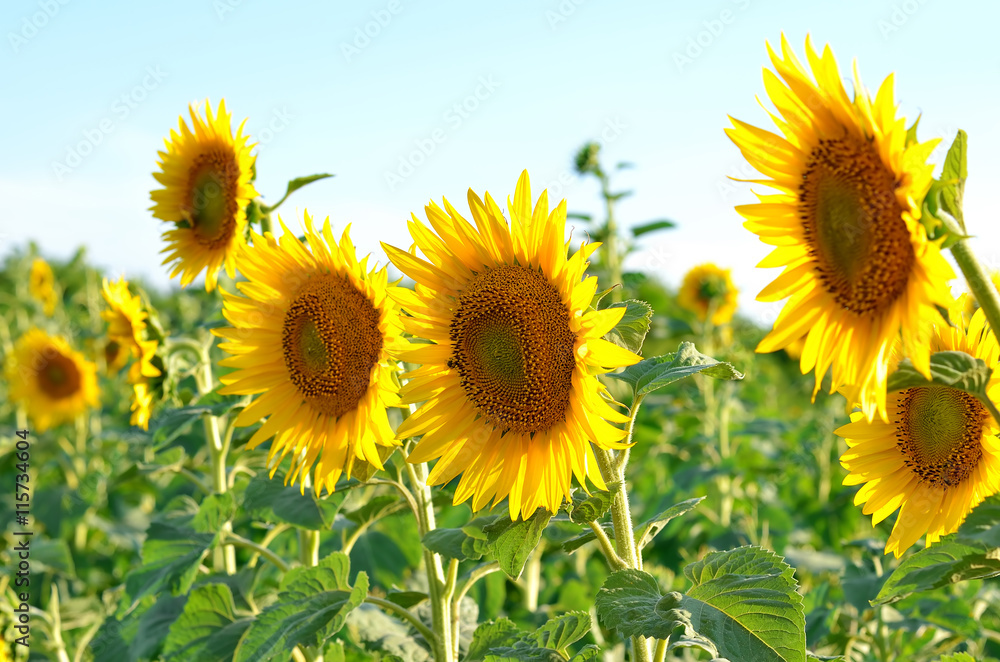 Blooming sunflowers close up with sun light.