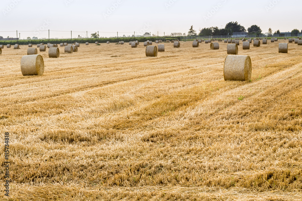 Fototapeta premium hay bales