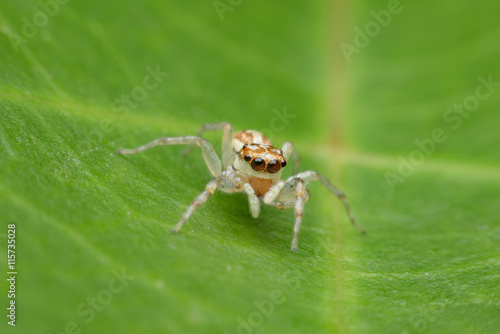 Fototapeta Naklejka Na Ścianę i Meble -  Spider,jumping Spider