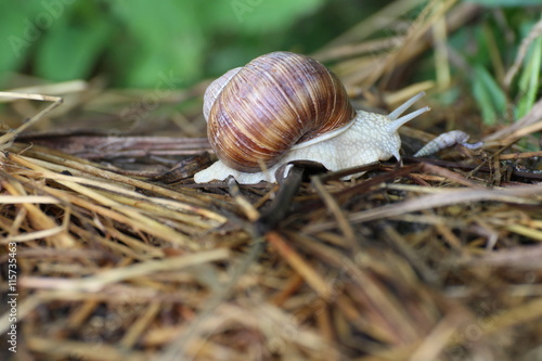 Weinbergschnecke im natürlichen Lebensraum