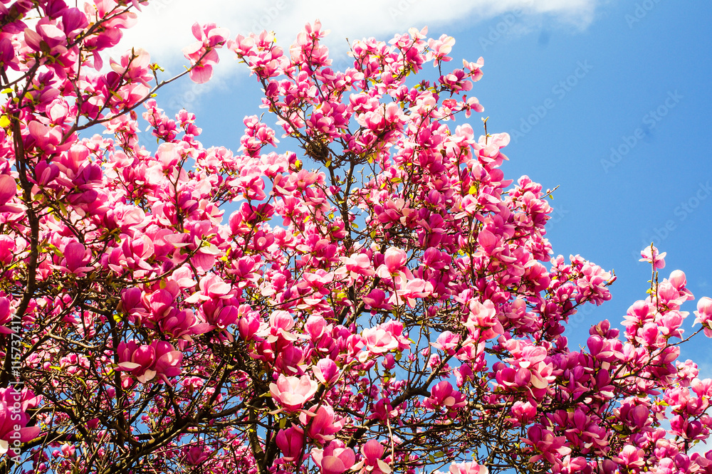 Magnolie im Frühjahr in Porto - Portugal