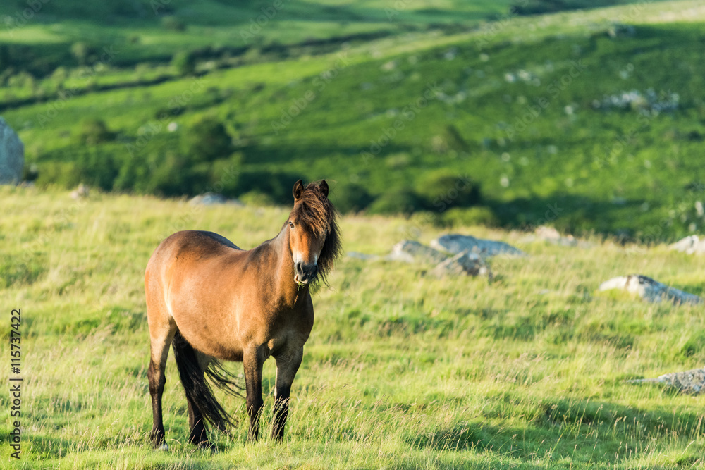 wild horse grazing wild horse grazing