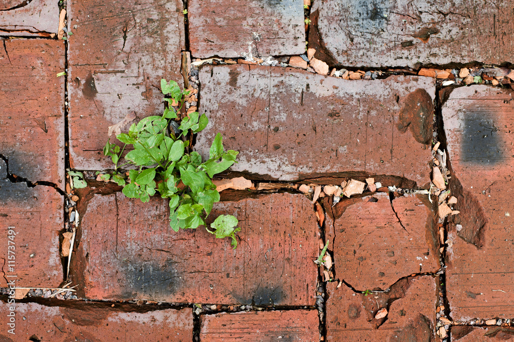 Red bricks texture with green grass Red bricks texture with green grass