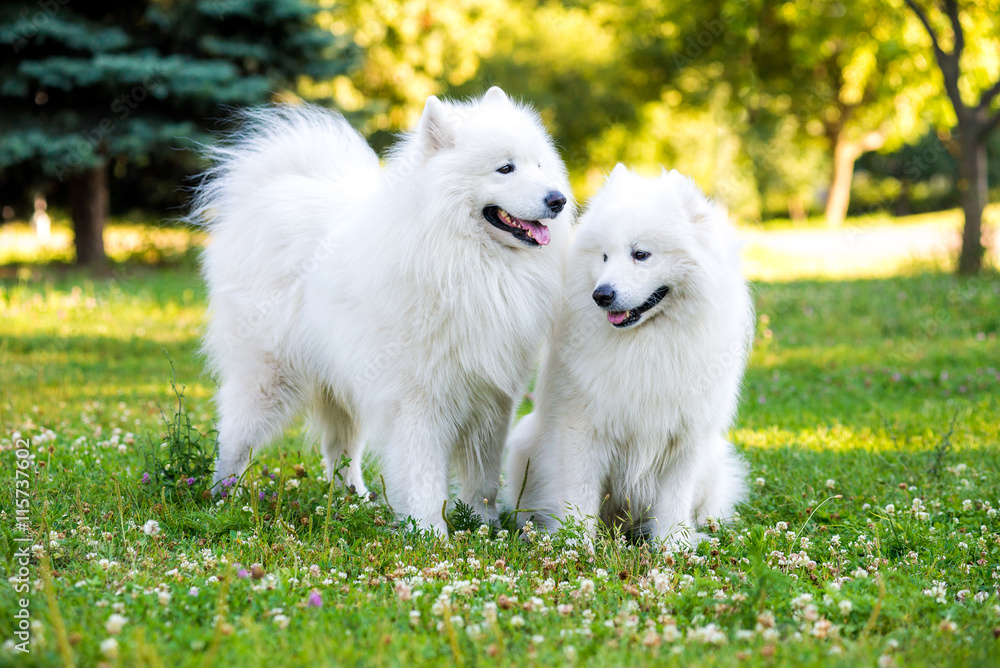 Samoyed two dogs in the park Samoyed two dogs in the park