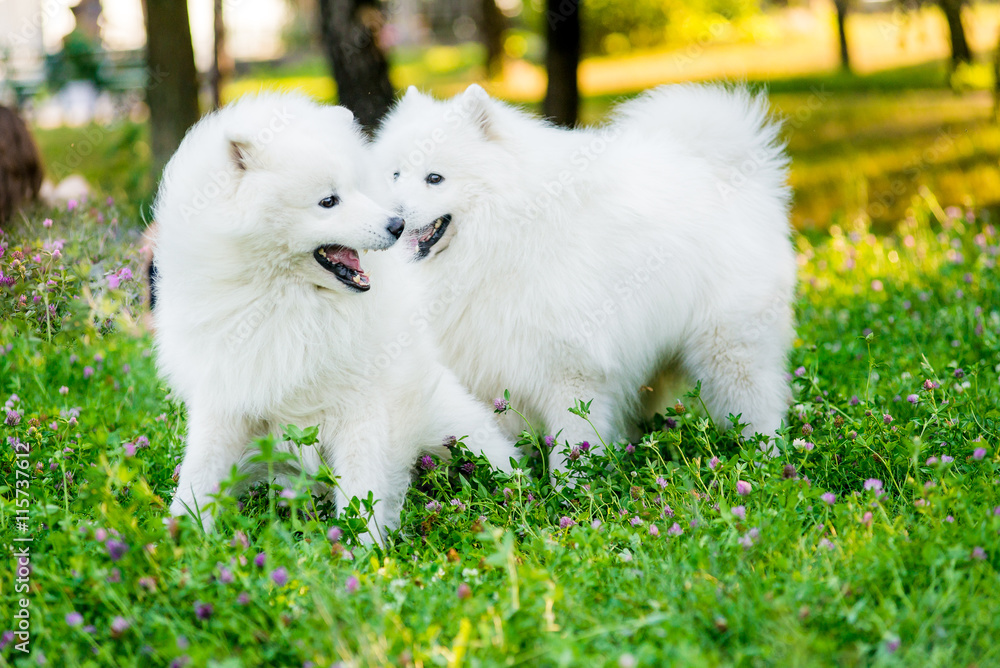 Samoyed two dogs in the park