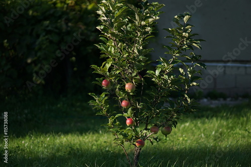 Apple tree is full of red ripe apples. Many of the fruits are lying under the tree already.
