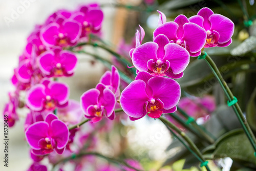 Fototapeta Naklejka Na Ścianę i Meble -  Pink phalaenopsis orchid flower