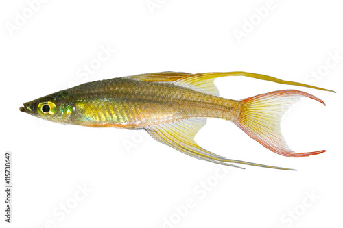 Threadfin rainbowfish Iriatherina werneri featherfin rainbowfish tropical aquarium fish