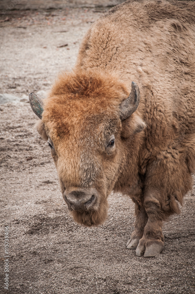 Close-up portrait of European bison in zoo Close-up portrait of European bison in zoo