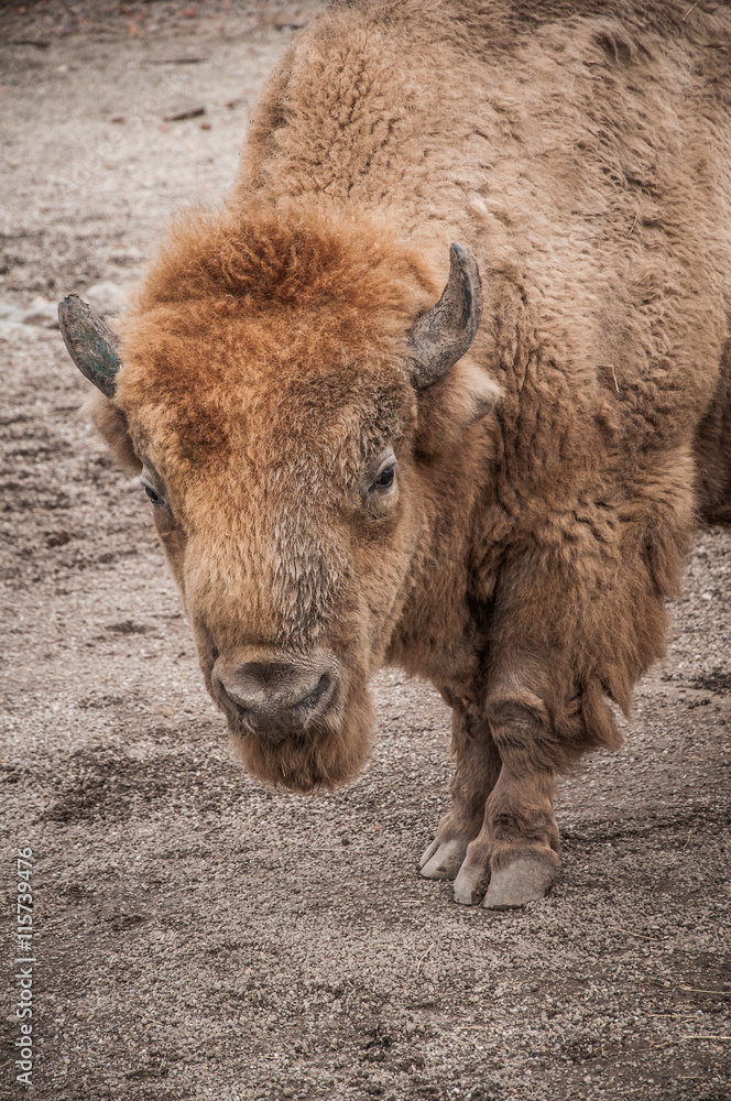 Fototapeta premium European bison in zoo