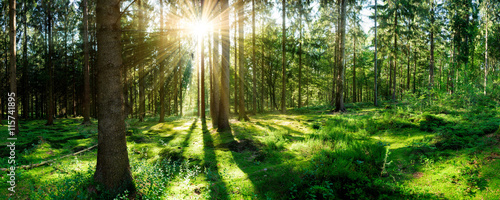 Fototapeta Naklejka Na Ścianę i Meble -  Wald Panorama mit Sonne