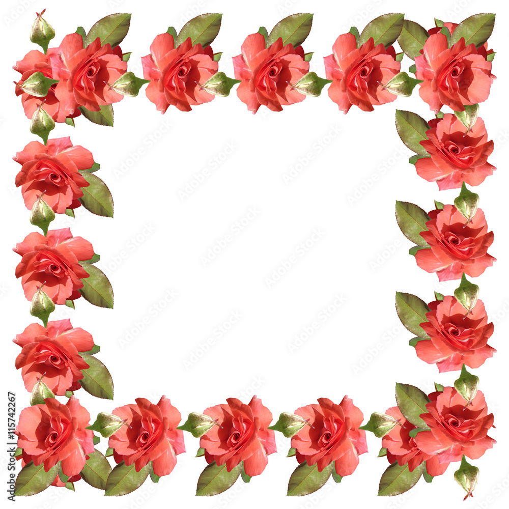 Delicate floral pattern of isolated coral roses Delicate floral pattern of isolated coral roses